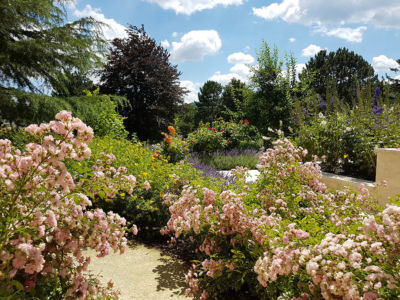 fairy rózsa gazdag virágzó kert madárbarát kert rovarbarát kert