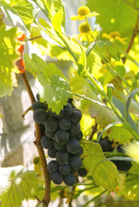 szőlő a kertben konyhakert